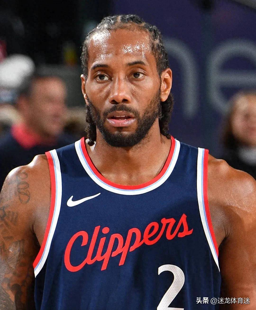 的狐狸击倒 的狐狸击倒